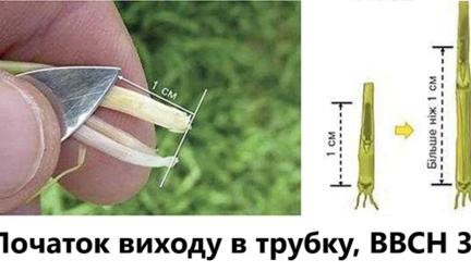 АВП Інвест, Хлормекват-хлорид, Штефес, ріст регуляція, пшениця