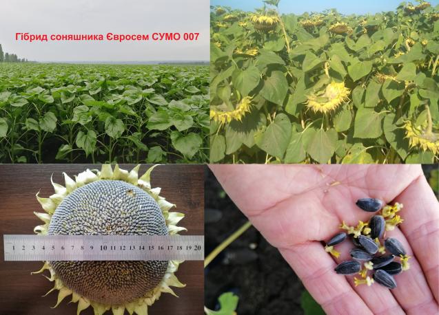 ТОВ АВП Інвест, Соняшник Євросем